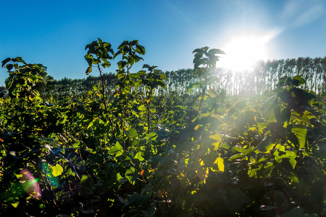 Mother Nature's marvels: The secret to NZ blackcurrant's superiority - and the reason may suprise you