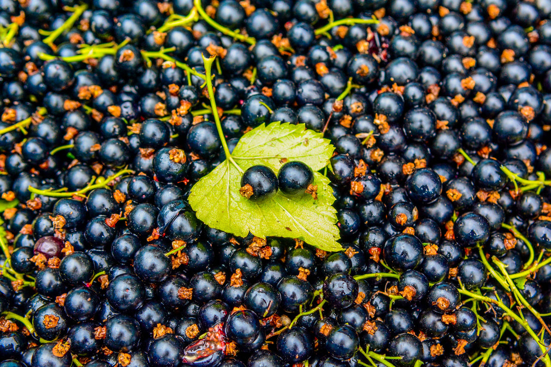Study casts fascinating new light on blackcurrant's actions for exercise recovery