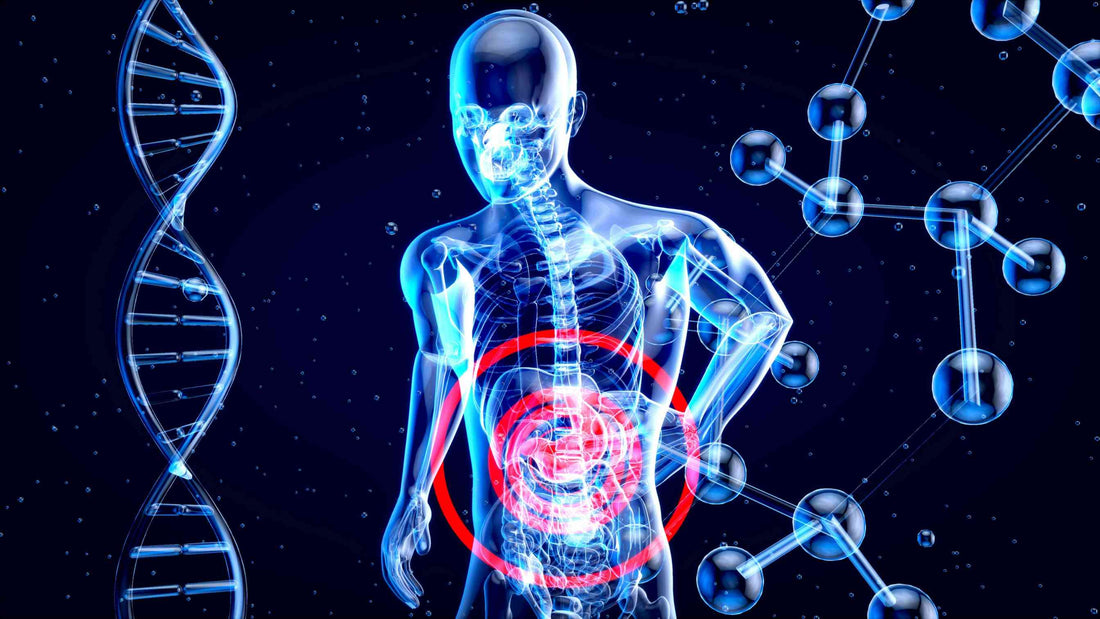 The Gut-Health Connection: Can Blackcurrants offer broad-spectrum protection?