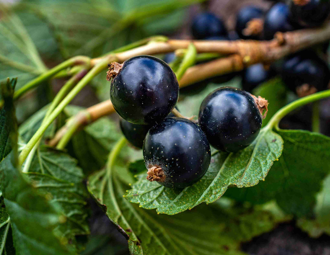 New to CurraNZ? Here’s why everyone’s talking about blackcurrants in 2026.