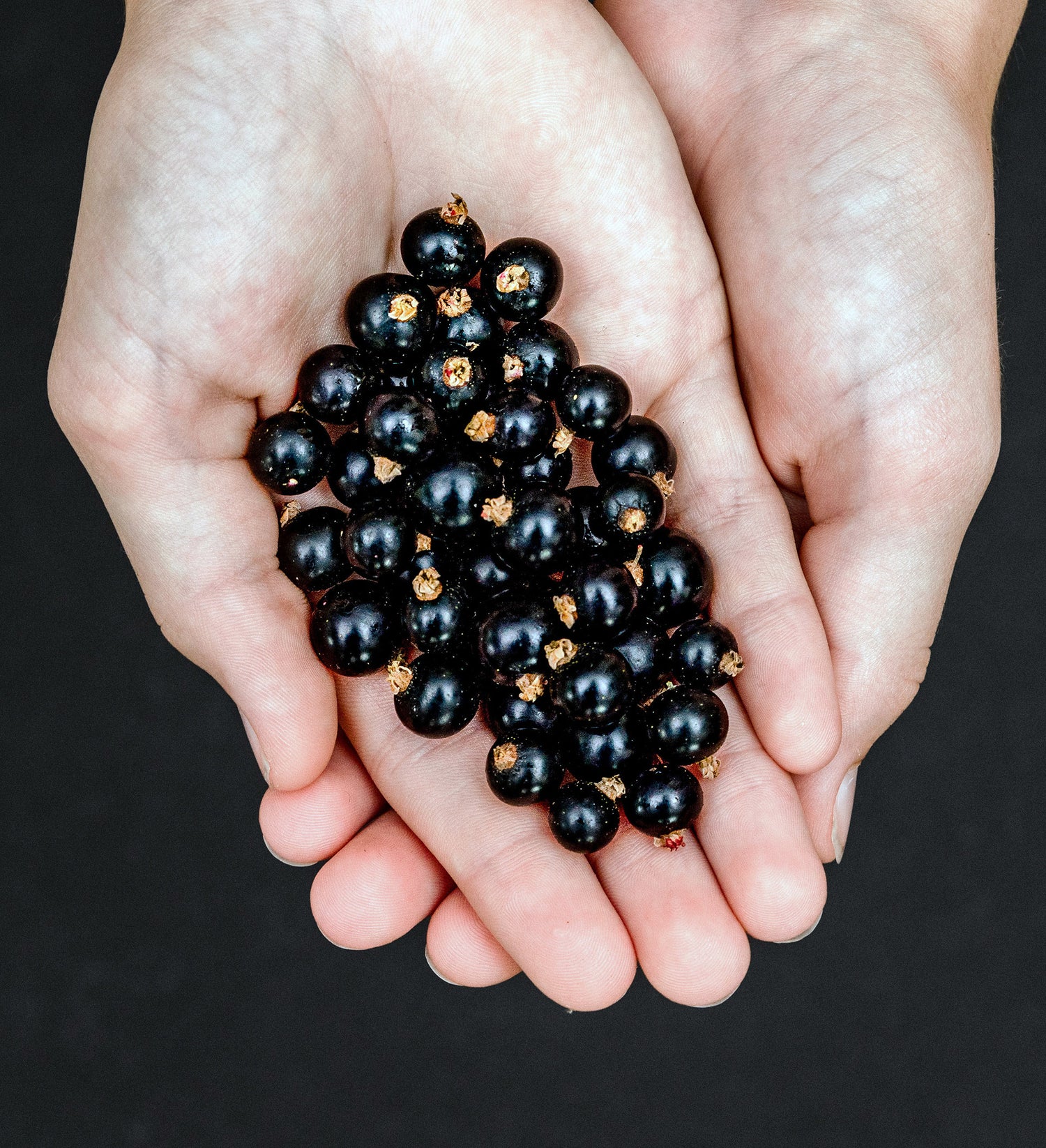 Person holding blackcurrants. CurraNZ® Health Supplement Capsules with 100% New Zealand Blackcurrants